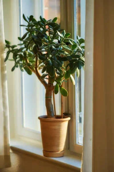 Jade or crassula pot plant growing in pot as interior home decoration and believed to bring good luck. Small lucky or money tree near bright living room or study window used to improve oxygen quality.