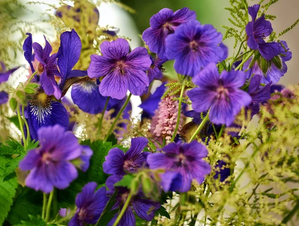 Nahaufnahme Von Blauen Kranichschnabelblüten Mit Exponierten Staubgefäßen Für Den Bestäubungszugang — Stockfoto