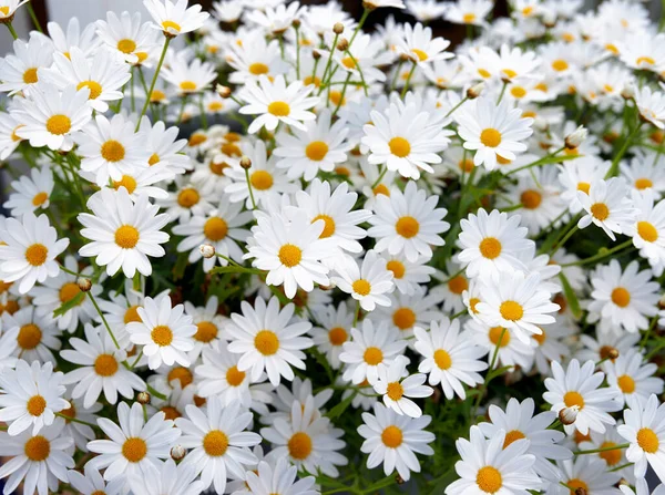 Marguerite Daisies White Flowers Blooming Outdoors Garden Spring Day Bright — стоковое фото