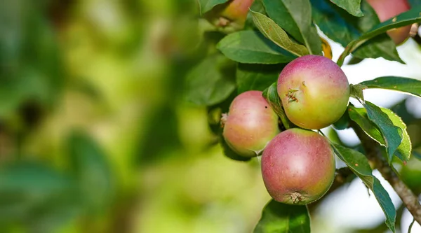 Apples Gardenm Red Apple Orchard Outdoors Farm Sunny Autumn Ripe — Fotografia de Stock