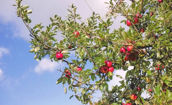 Roter Apfelbaum Der Auf Einer Nachhaltigen Obstplantage Für Ernährung Ernährung — Stockfoto