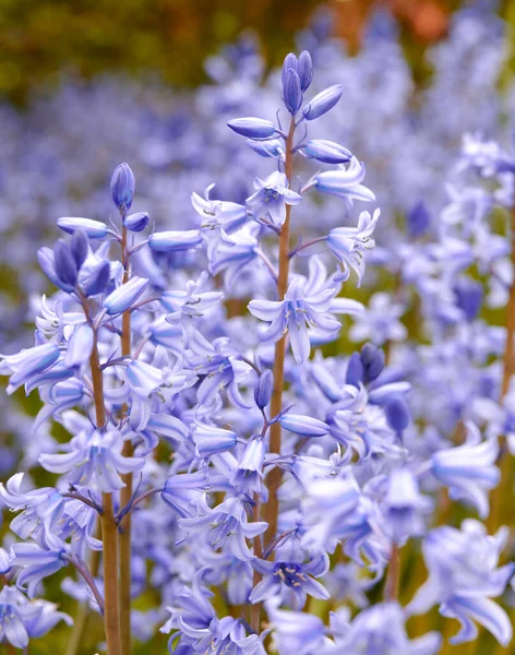 Spanish Bluebell Flowers Species Hyacinthoides Blooming Blossoming Field Botanical Garden —  Fotos de Stock