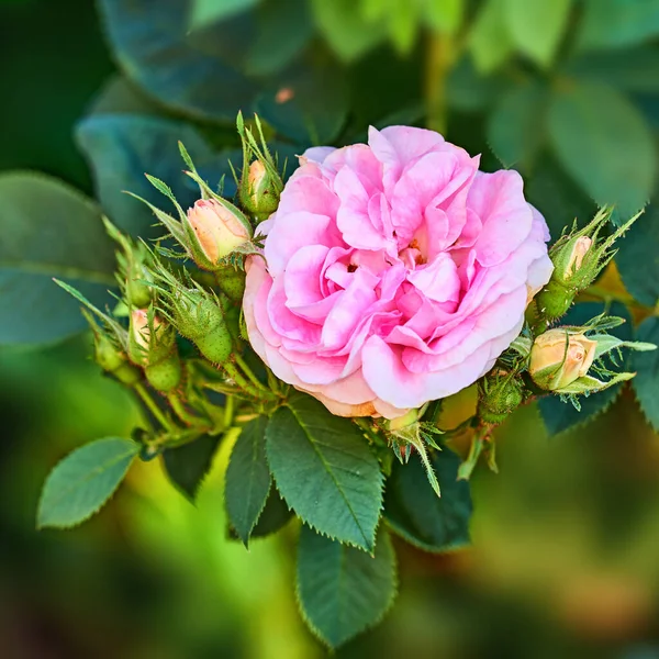Крупним Планом Вид Красиву Рожеву Троянду Росте Дереві Саду Задньому — стокове фото