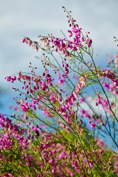 Scotch Heather Flowers Nature Blue Sky Background Cape Town South — Stockfoto