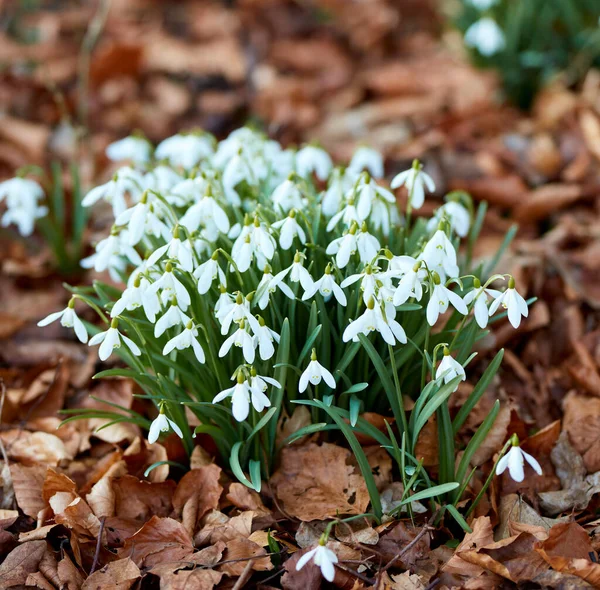 Zbliżenie Białe Śnieg Lub Kwiaty Galanthus Kwitnące Naturze Cebulkowe Wieloletnie — Zdjęcie stockowe