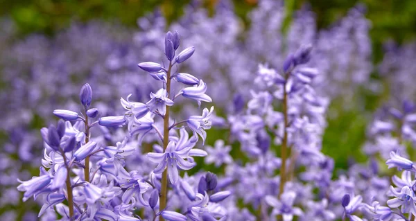 Bluebell Scilla Siberica Flowers Species Geraniums Growing Field Botanical Garden — Φωτογραφία Αρχείου