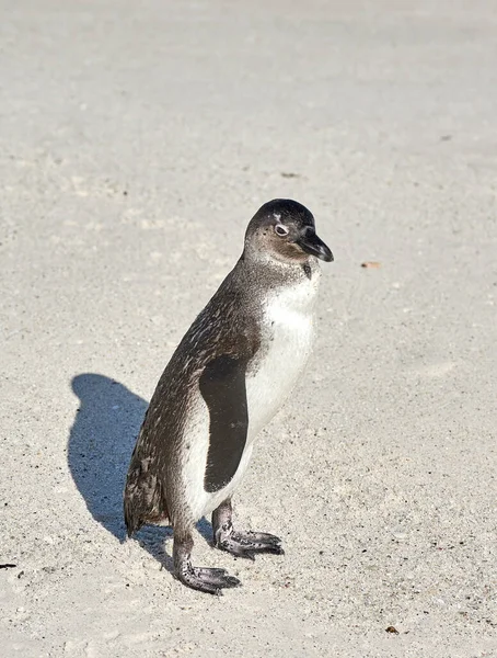 Closeup Black Footed African Penguin Sandy Boulder Beach Cape Town — Stockfoto