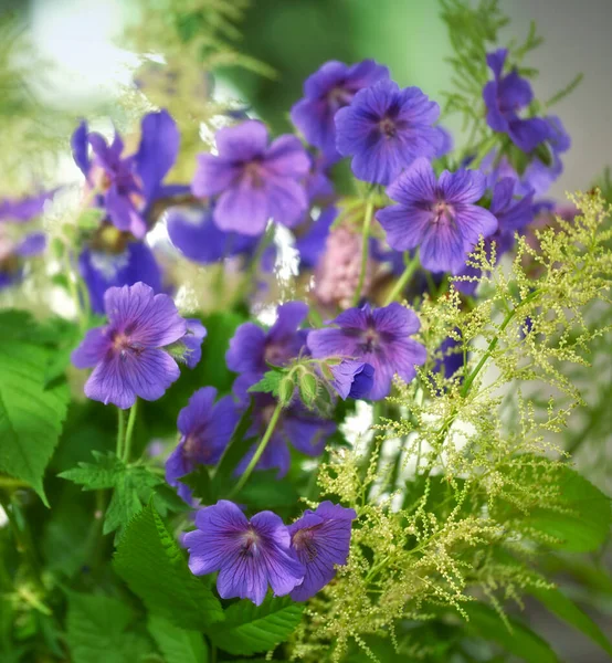 Purple Cranesbill Flowers Growing Garden Closeup Bright Geranium Perennial Flowering — Φωτογραφία Αρχείου