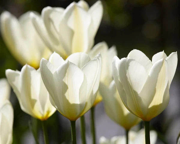 Background White Tulip Flowers Growing Garden Spring Copy Space Beautiful — стоковое фото