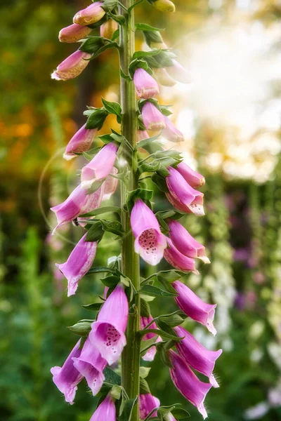 Closeup Beautiful Foxgloves Growing Forest Copy Space Bokeh Zoom Pink — Photo