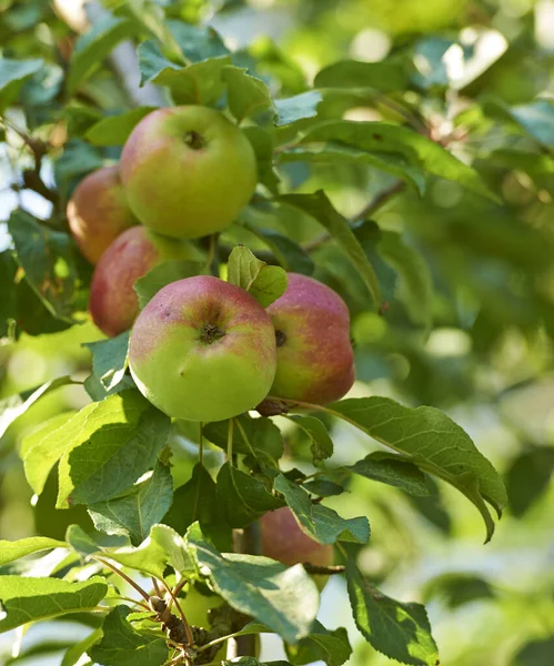 Beautiful Ripe Apples Ready Harvested Growing Backyard Garden Delicious Fruit — Stockfoto