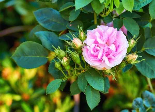 Beautiful Pink Rose Flower Growing Garden Closeup Bright Geranium Perennial — ストック写真