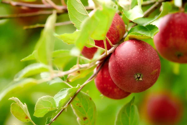 Closeup Ripe Red Apples Growing Fresh Healthy Snack Diet Fruit —  Fotos de Stock
