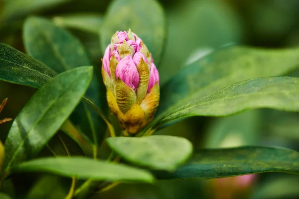 Spring Has Sprung Rhododendron Flowers Garden — Zdjęcie stockowe