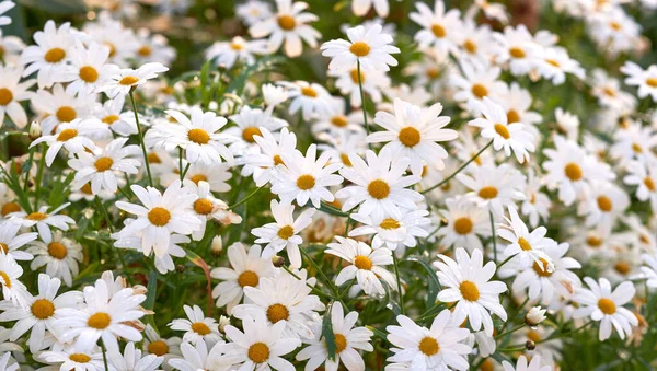 Closeup Fresh Daisies Flowers Growing Lush Green Garden Bunch White — Foto de Stock