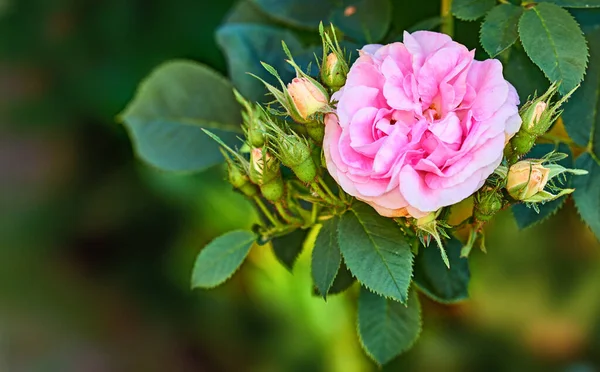 Closeup Dog Rose Flowers Branch Copy Space Bokeh Budding Flowers — ストック写真
