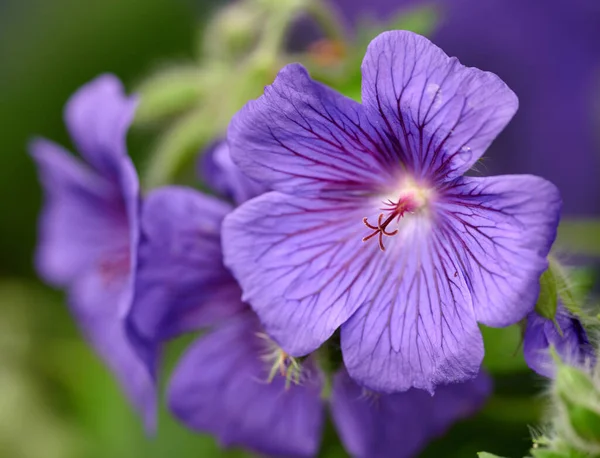 Closeup Purple Cranesbill Flower Growing Garden Beautiful Details Colorful Geranium — Φωτογραφία Αρχείου