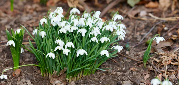 Closeup White Common Snowdrop Flowers Growing Blooming Nutrient Rich Soil — Stok fotoğraf
