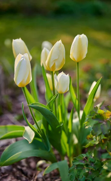 White Tulip Flowers Growing Blossoming Flowering Lush Green Home Garden — стоковое фото