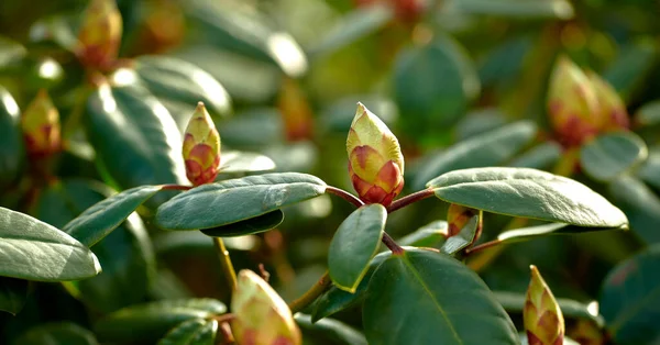Nahaufnahme Geschlossener Catawba Rosebay Blütenknospen Und Blätter Einem Garten Oder — Stockfoto