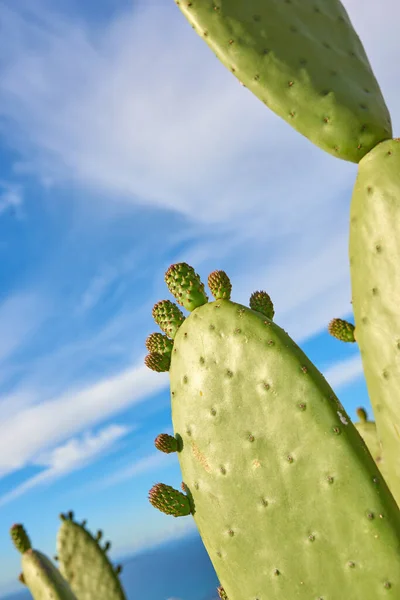 A field of prickly, green cacti against a cloudy blue sky in nature. Copyspace landscape view of a cactus plant and succulents growing in a natural environment outdoors. Closeup of plants in a park.