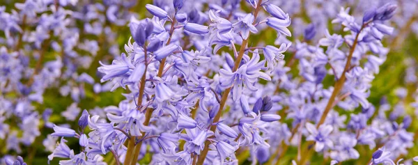 Wallpaper Delicate Blue Flowers Field Spring Copy Space Closeup Landscape —  Fotos de Stock