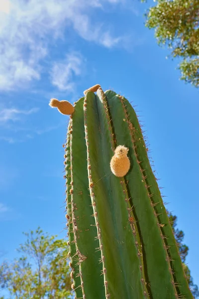Große Cardon Kaktuspflanze Wächst Vor Blauem Himmel Mit Wolken Und — Stockfoto