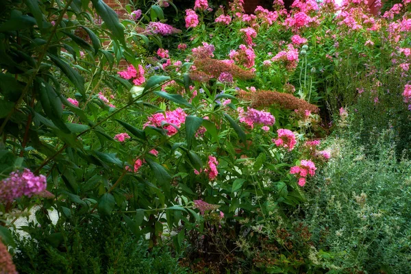 Vibrant Garden Phlox Flowers Growing Backyard Home Spring Day Beautiful — Zdjęcie stockowe