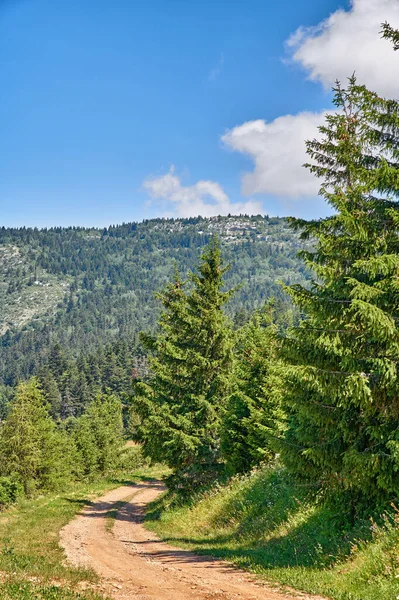 Dirt Path Leading Secret Location Quiet Pine Forest Remote Environmental — Stockfoto