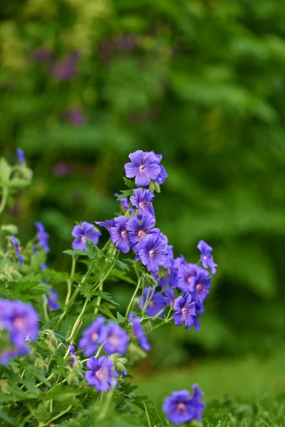 Blaue Wiesengeranien Blühen Sommer Einem Hinterhofgarten Veilchen Wachsen Und Blühen — Stockfoto
