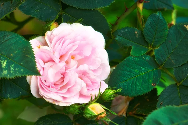 Blooming Pink Dog Rose Budding Tree Garden Closeup Pretty Rosa — ストック写真