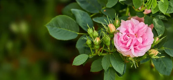 Blooming Pink Dog Rose Buds Tree Garden Closeup Pretty Rosa — 스톡 사진