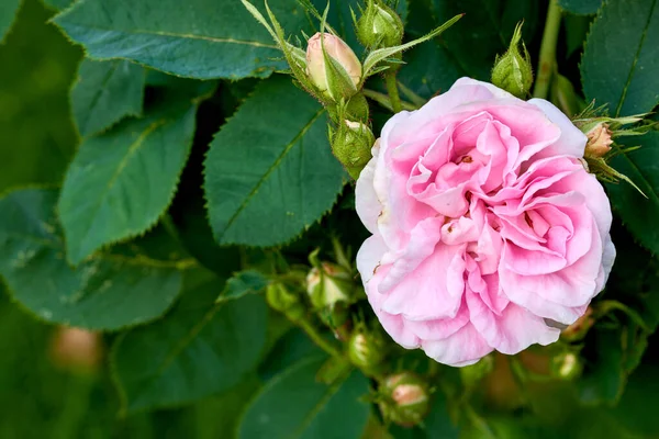 Beautiful Pink Dog Rose Buds Tree Garden Closeup Pretty Rosa — 스톡 사진