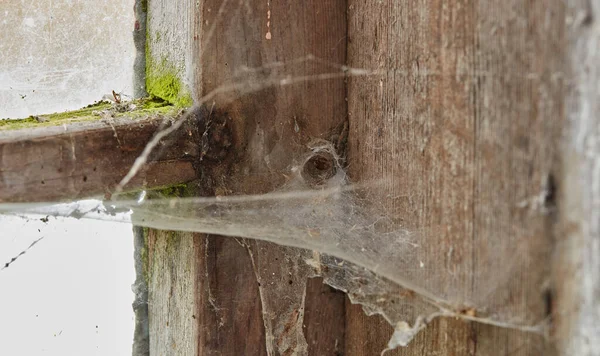 Spider web on an old dirty window in an abandoned home. Zoom in on wooden frame, texture and design of a messy timber wood styled window on a building with macro details of a dusty, mossy surface.