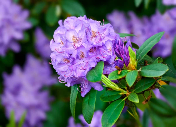 Closeup Beautiful Rhododendron Simsii Flower Garden Early Springtime Landscape View — Photo