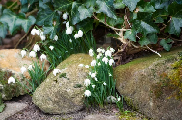 Closeup Pure White Snowdrop Galanthus Flowers Blooming Sunny Day Spring — Zdjęcie stockowe