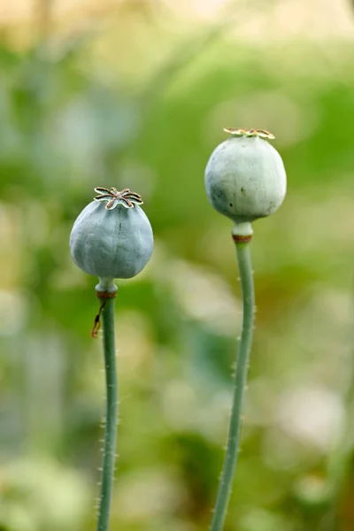 Closeup Opium Poppy Flowers Blossoming Blurred Green Background Delicate Blooms — Fotografia de Stock