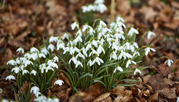 Closeup Many Fresh Snowdrops Growing Wild Bunches Forest Zoom White — стоковое фото