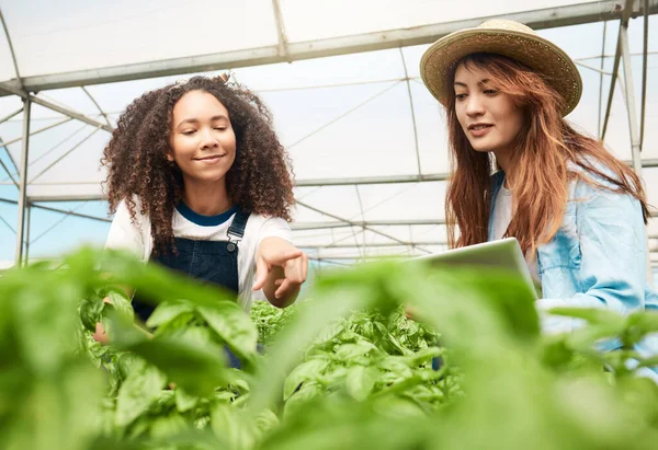 Two Young Women Tending Crops While Working Farm — Fotografia de Stock