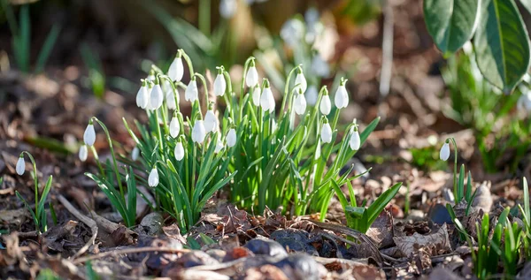 Closeup Pure White Snowdrop Galanthus Flowers Blooming Sunny Day Spring — стоковое фото