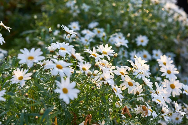 Closeup White Marguerite Daisies Growing Medicinal Horticulture Cultivated Field Chamomile — стоковое фото