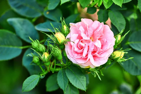 Colorful Pink Flowers Growing Garden Closeup Great Maidens Blush Roses — ストック写真