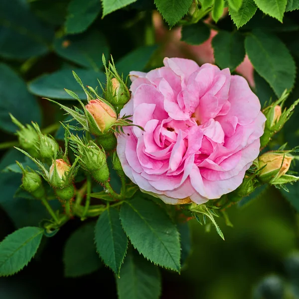 Closeup Dog Rose Growing Green Lush Garden Sunny Day Macro — ストック写真