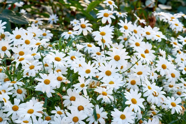 White Daisies Growing Spring Garden Nature Landscape Many Bright Beautiful — Foto de Stock