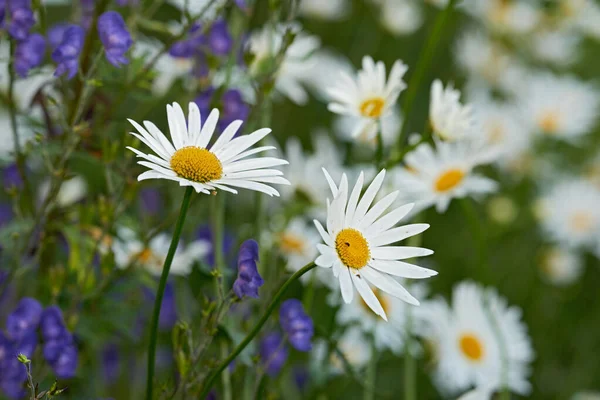 Bunch White Daisies Flowers Growing Lush Botanical Garden Sun Outdoors — Foto de Stock