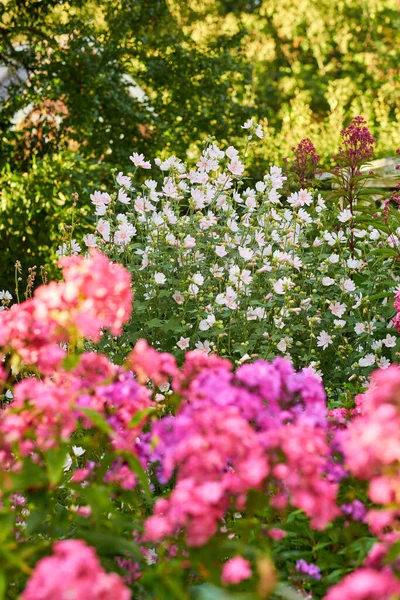 Beautiful Musk Mallow Garden Phlox Flowers Blooming Blossoming Sunny Day — стоковое фото