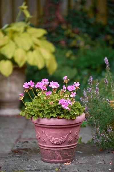 Pink Flowers Vase Backyard Garden Summer Zonal Geranium Flowers Displayed — Zdjęcie stockowe