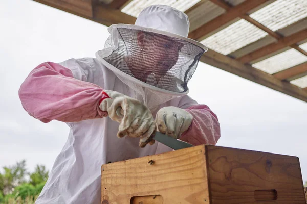 Beekeeper Opening Hive Frame Farm — ストック写真