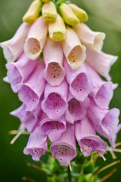 Beautiful Purple Cream Flower Blooming Outdoors Sunny Spring Day Isolated — Fotografia de Stock