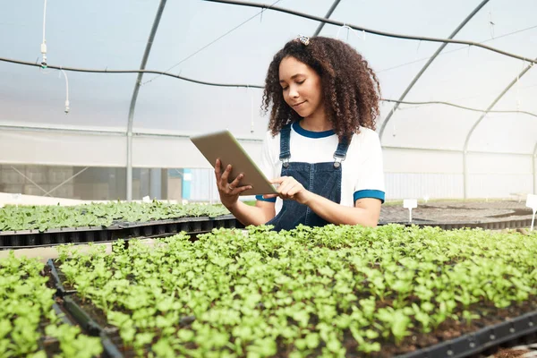 Attractive Young Woman Using Tablet While Working Greenhouse Farm — Foto de Stock